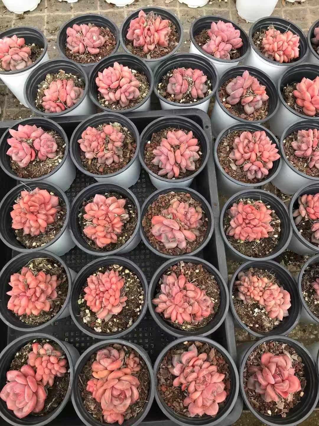 18株×リンセツ 多肉植物 エケベリア セダム アエオニウム