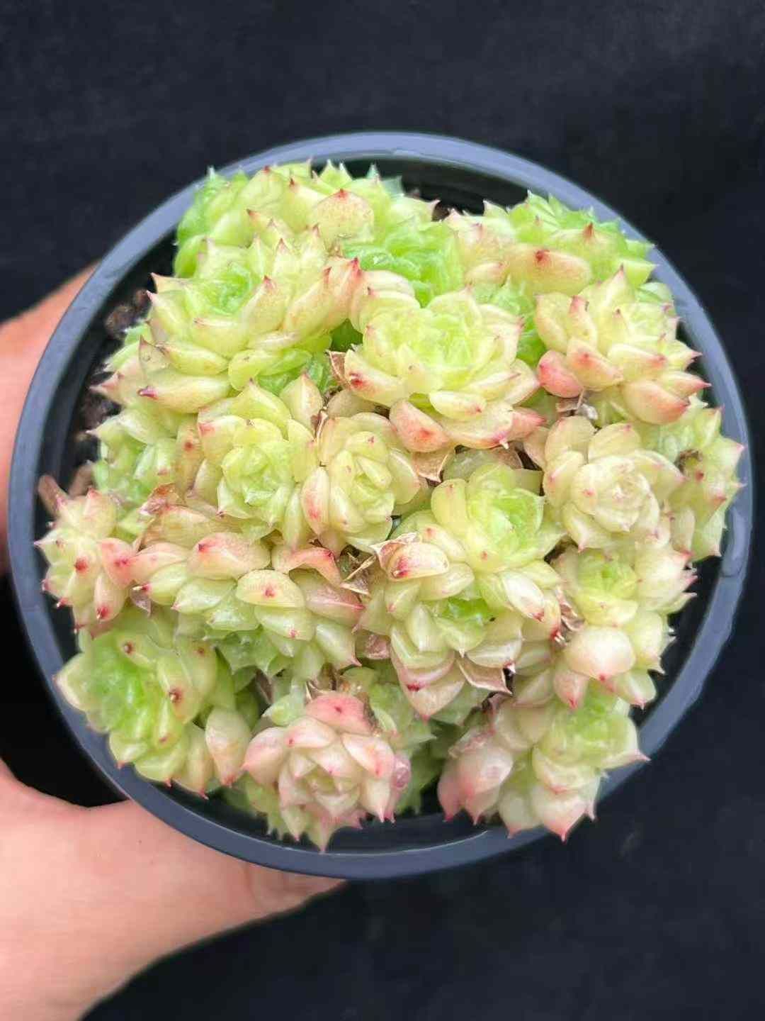 105苗 ブルードリーム 土と根付き 多肉植物 エケベリア 韓国苗