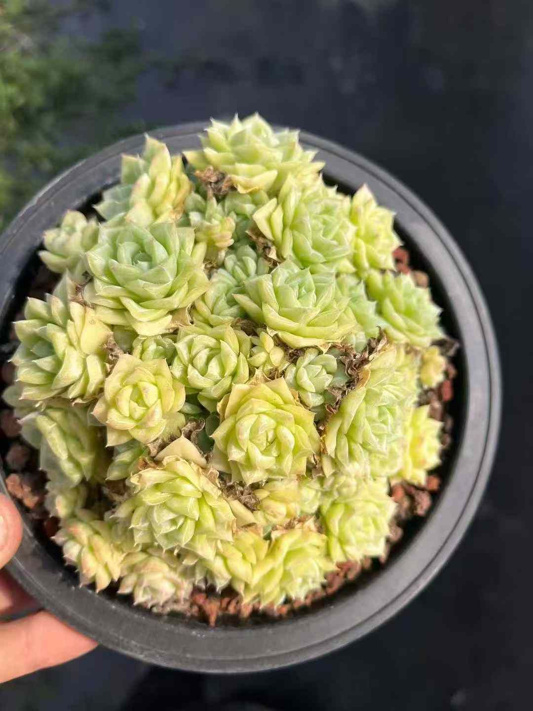 8株×ダイハクテンガ 多肉植物 エケベリア セダム アエオニウム