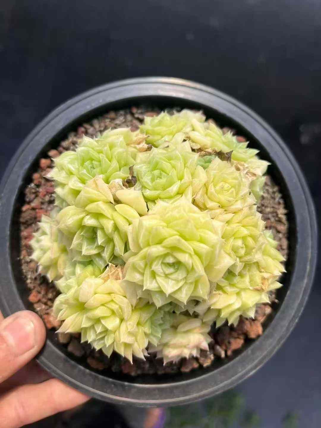8株×ダイハクテンガ 多肉植物 エケベリア セダム アエオニウム