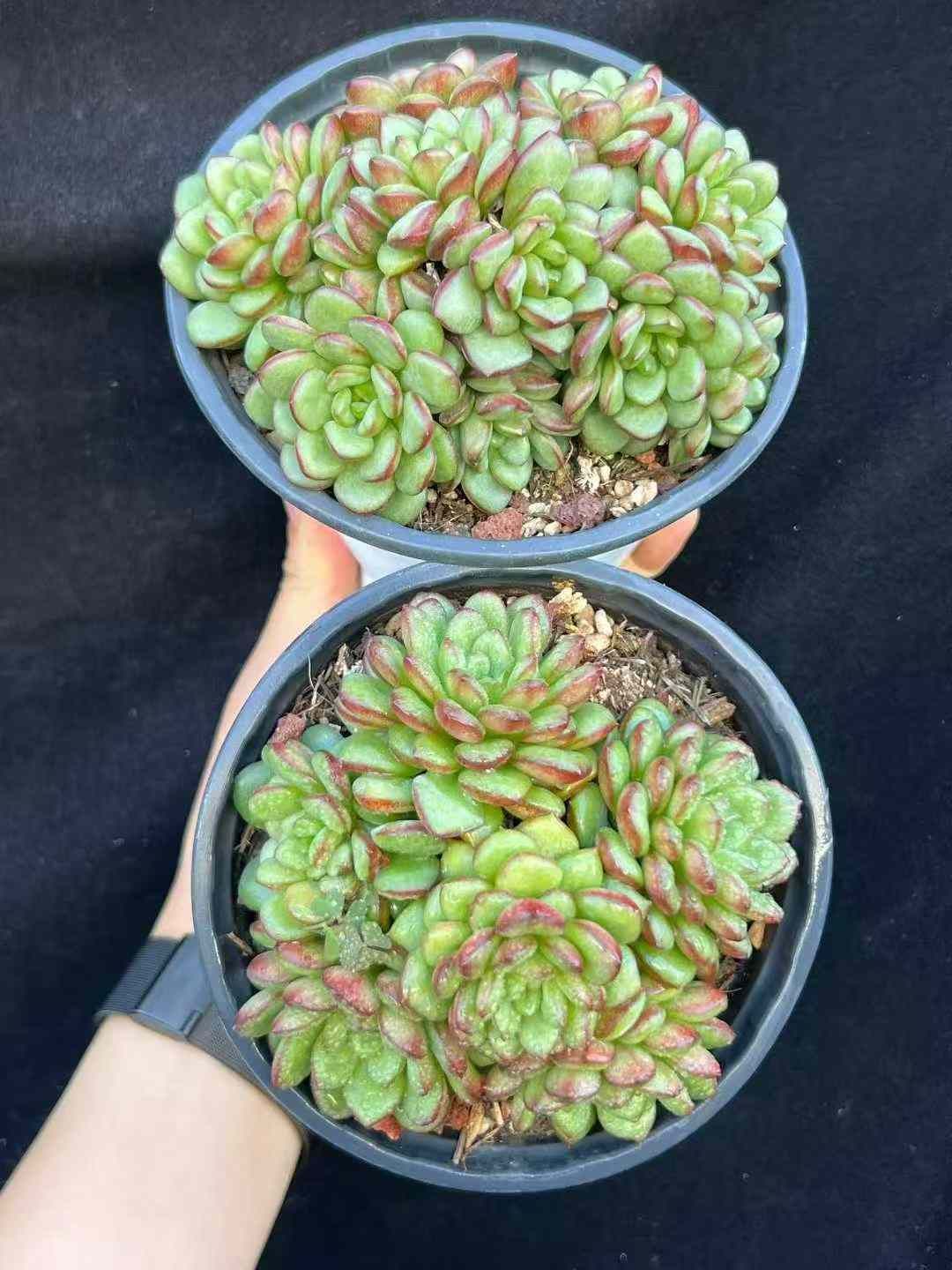 12株×アダム 多肉植物 エケベリア セダム 割引 アエオニウム