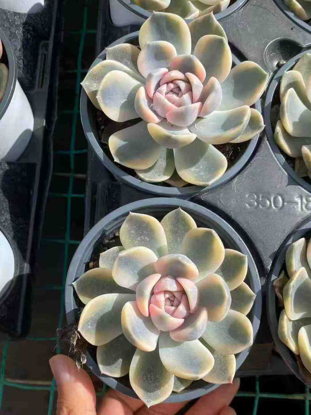 おかもとみわこ さんの シルクスクリーン（マンボウ）