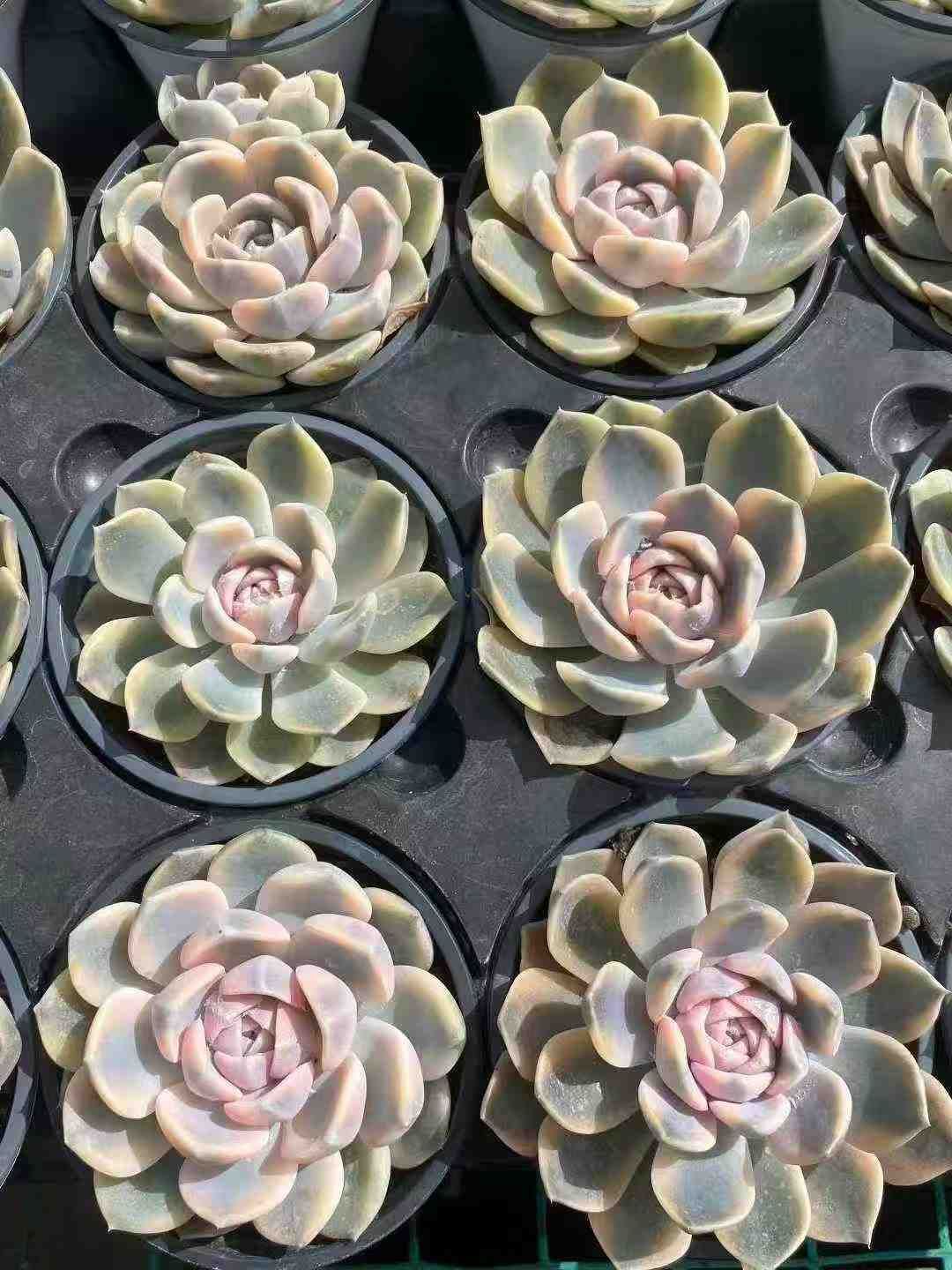 18株×ハンバーガーニシキ 多肉植物 エケベリア セダム アエオニウム