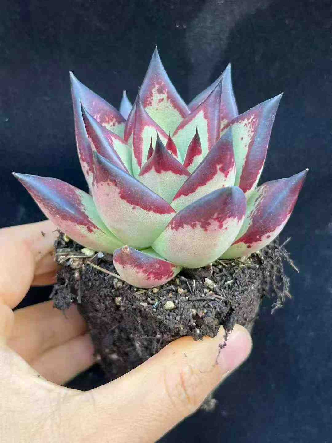 50株×ブラックデビル 多肉植物 エケベリア セダム アエオニウム