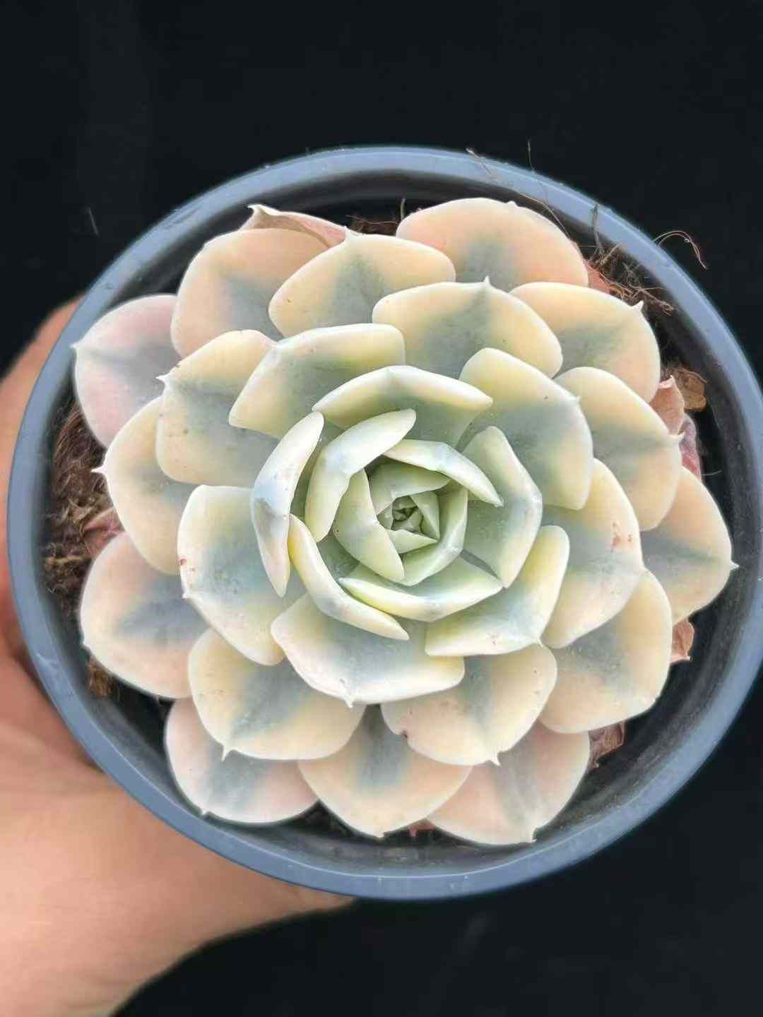 18株×ルーシーニシキ 多肉植物 エケベリア セダム アエオニウム