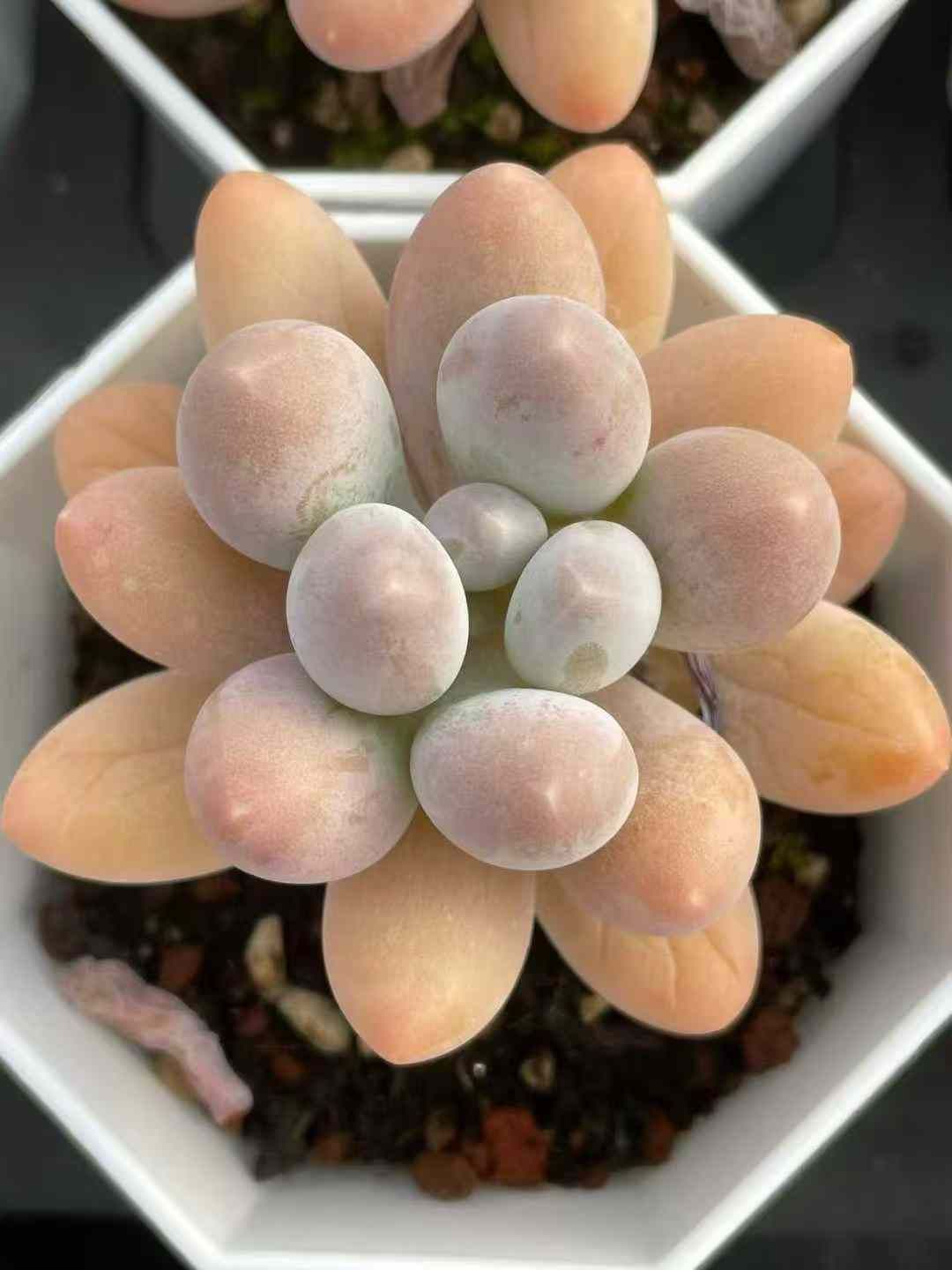 韓国多肉植物 韓国苗 エケベリア Echeveria 840 Amoena x Tuxpan 30個