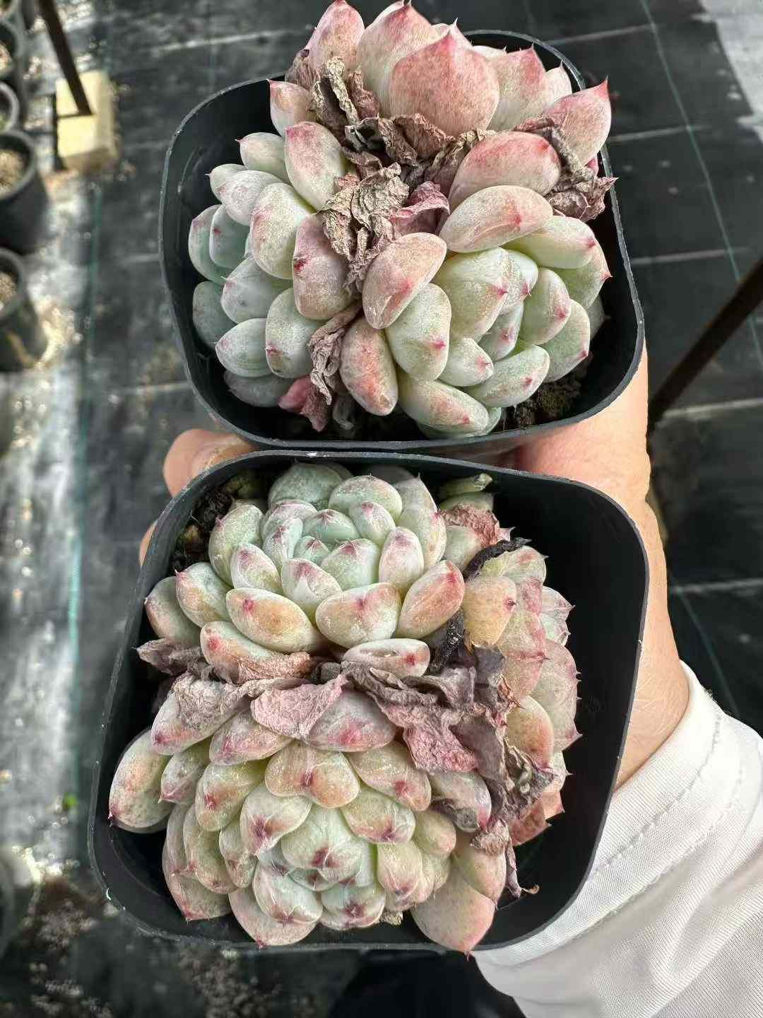 エケベリア・セダム 資料とCDセット 観葉植物