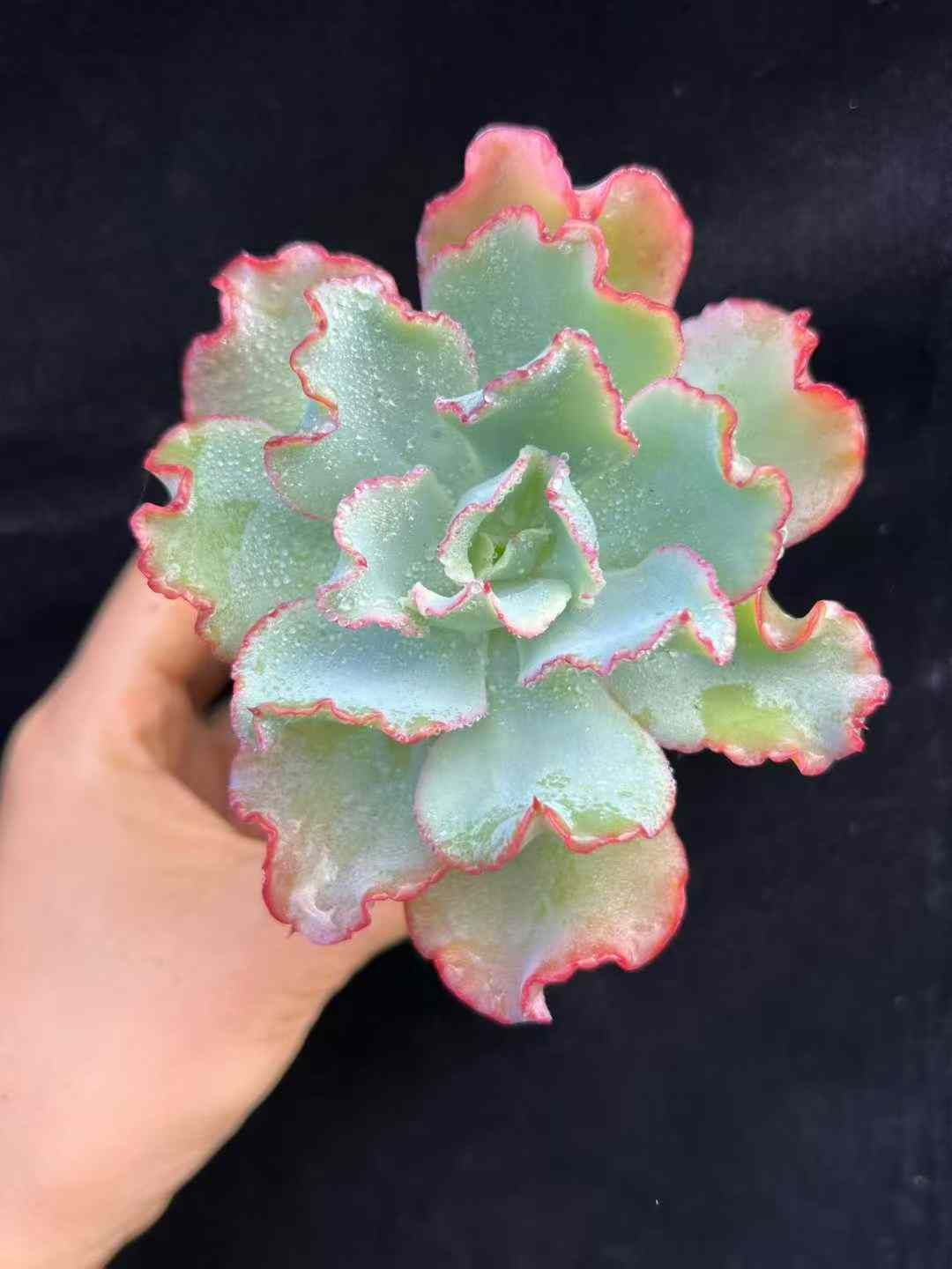 63株×ショウクジャク 多肉植物 エケベリア セダム アエオニウム