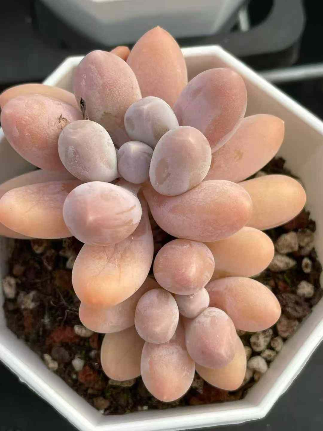 専用＊2点 50株×タンソウピンクタンユエン 多肉植物 エケベリア セダム