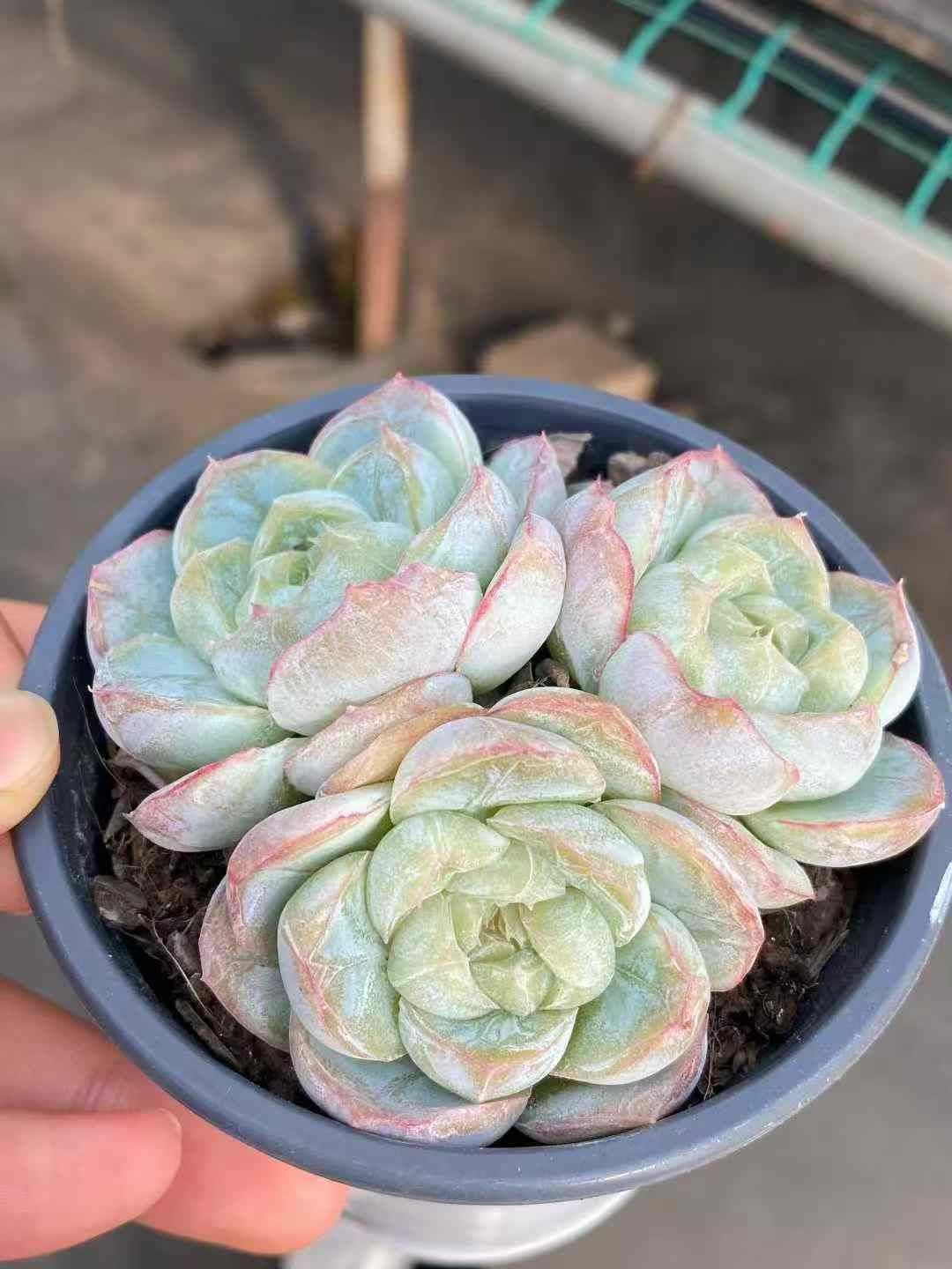 18株×トウシンマキアート 多肉植物 エケベリア セダム アエオニウム 