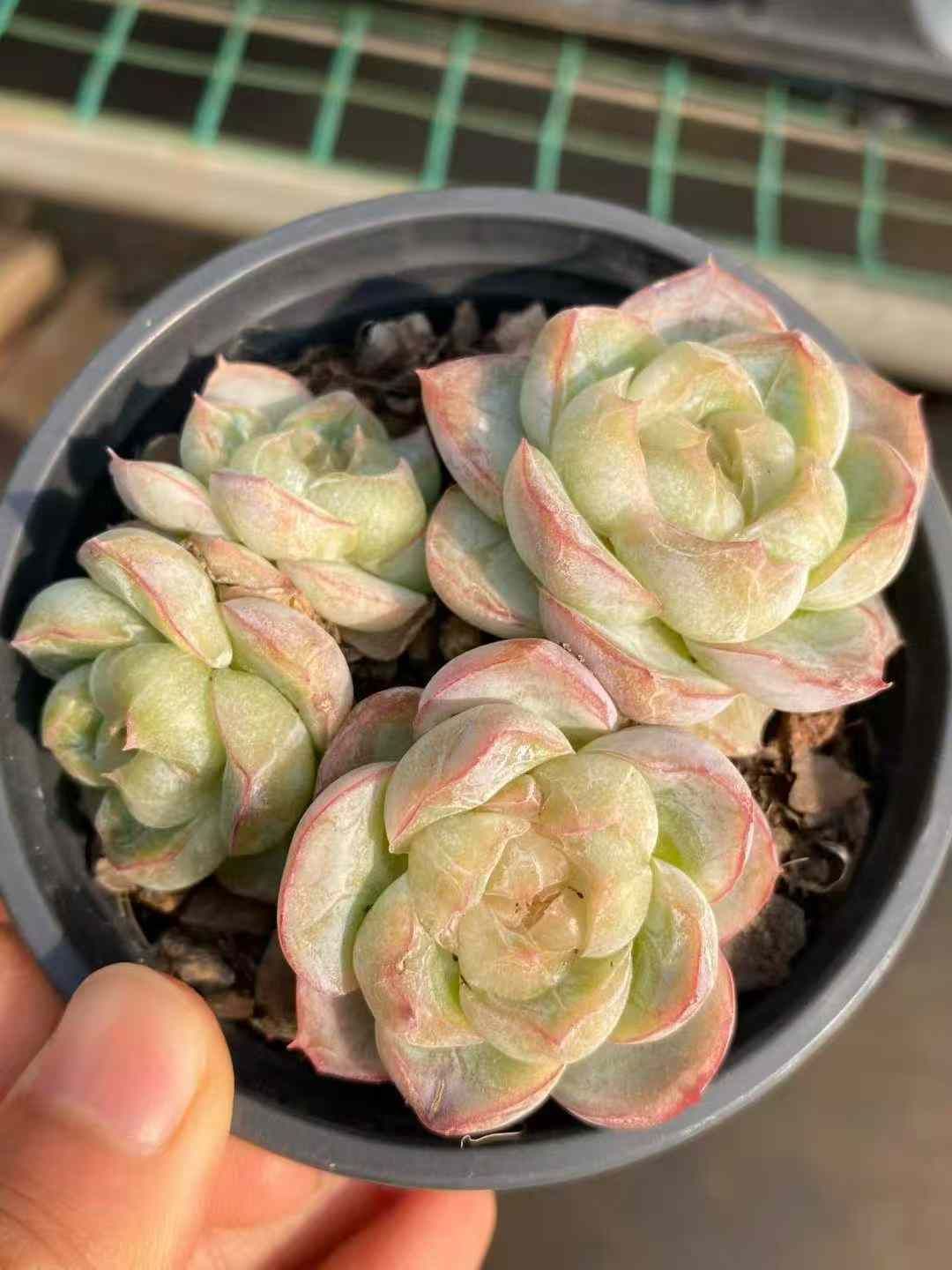 18株×トウシンマキアート 多肉植物 エケベリア セダム アエオニウム 