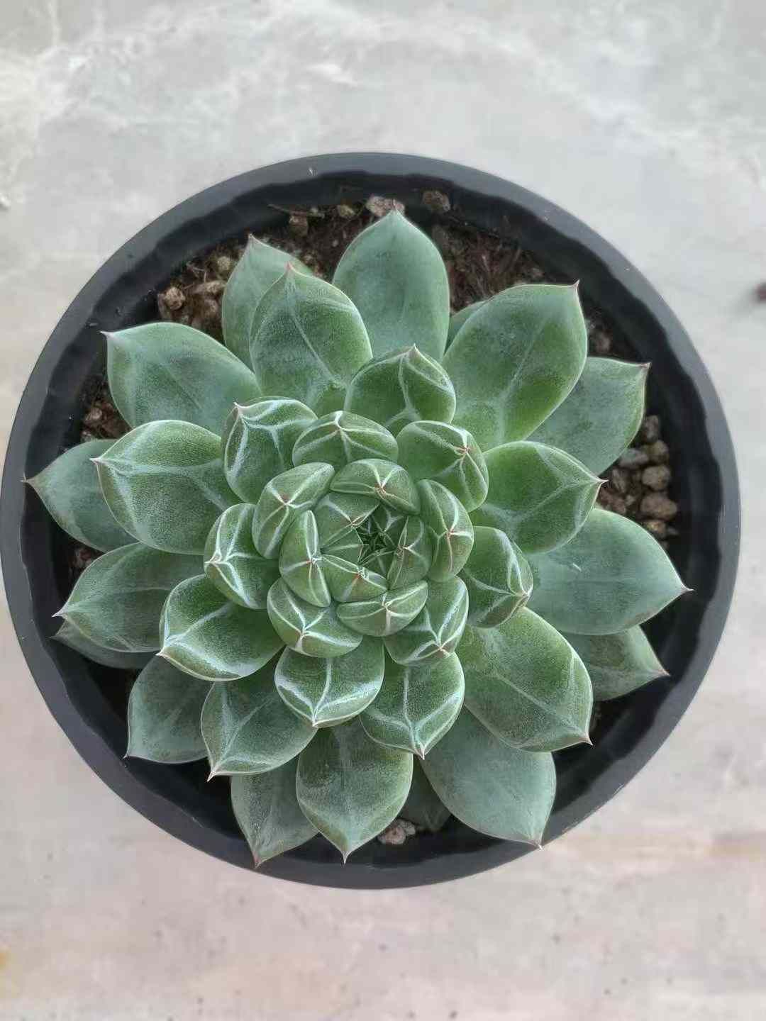 鳳舞伝 ほうぶでん Dance of the Phoenix(19枚セット)第1話～第36話