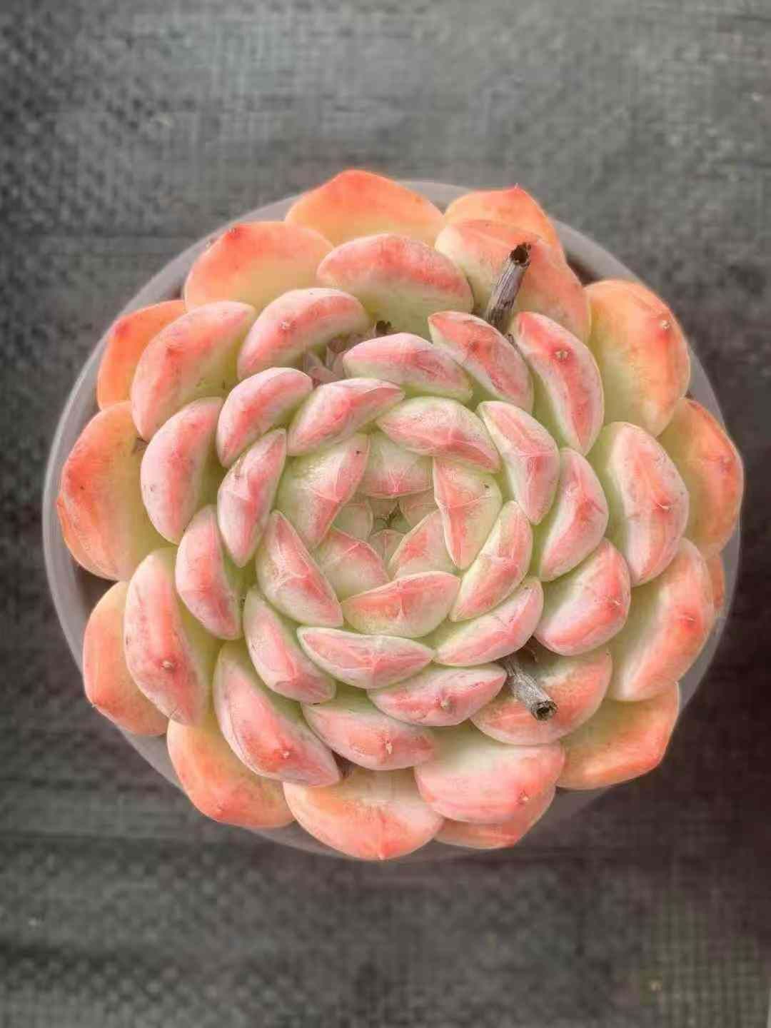 50株×ラウルニシキ 多肉植物 エケベリア セダム アエオニウム