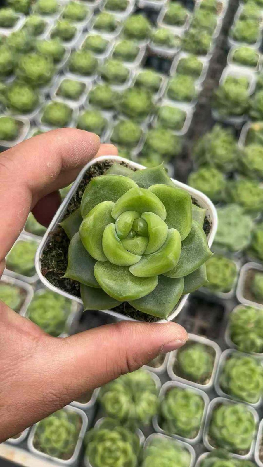 24株×ヒスイジェニー 多肉植物 エケベリア セダム アエオニウム 