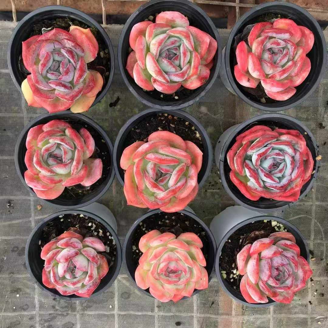 根付 「魚） 日本ホンシュウ鹿角材質 素朴な庶民根付 N12 根付 「魚