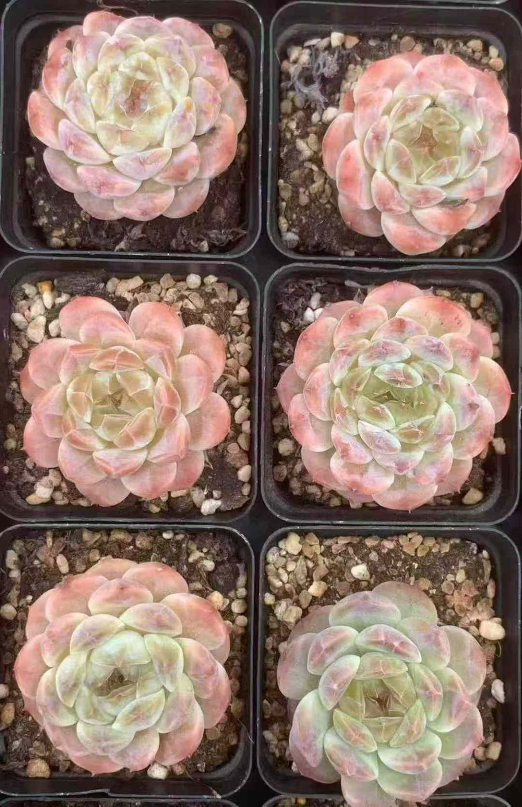 2020年】ケイトポムフレット ハート型 陶板 卸売 希少］ケイトポム