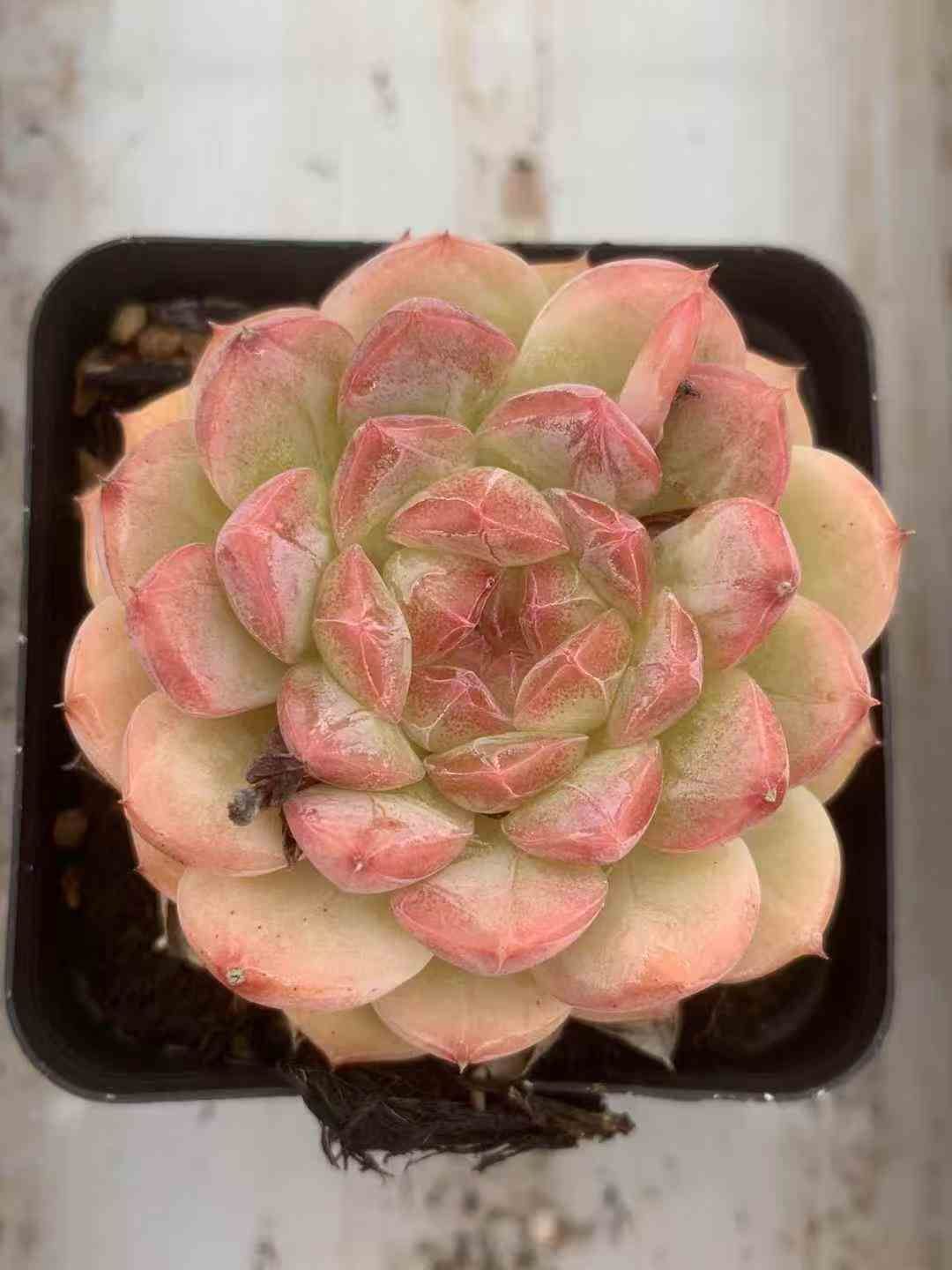 γ75 ブラックバック サイドイエロー カーペンター carpenter ガンマ 株