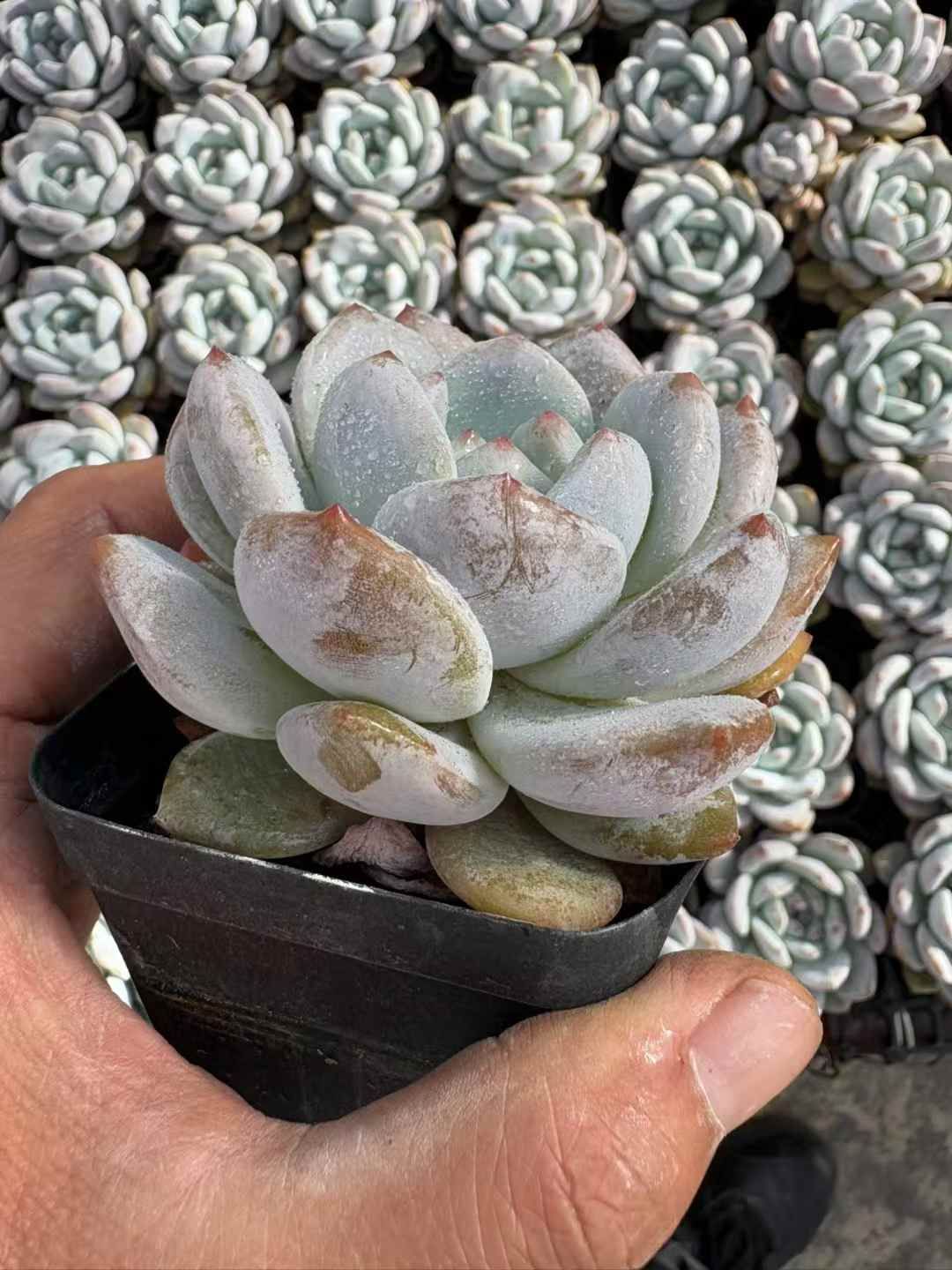 エケベリア・セダム C-Chan 新入荷 虹のキャンディー×72苗 多肉植物 土根付き エケベリア セダム