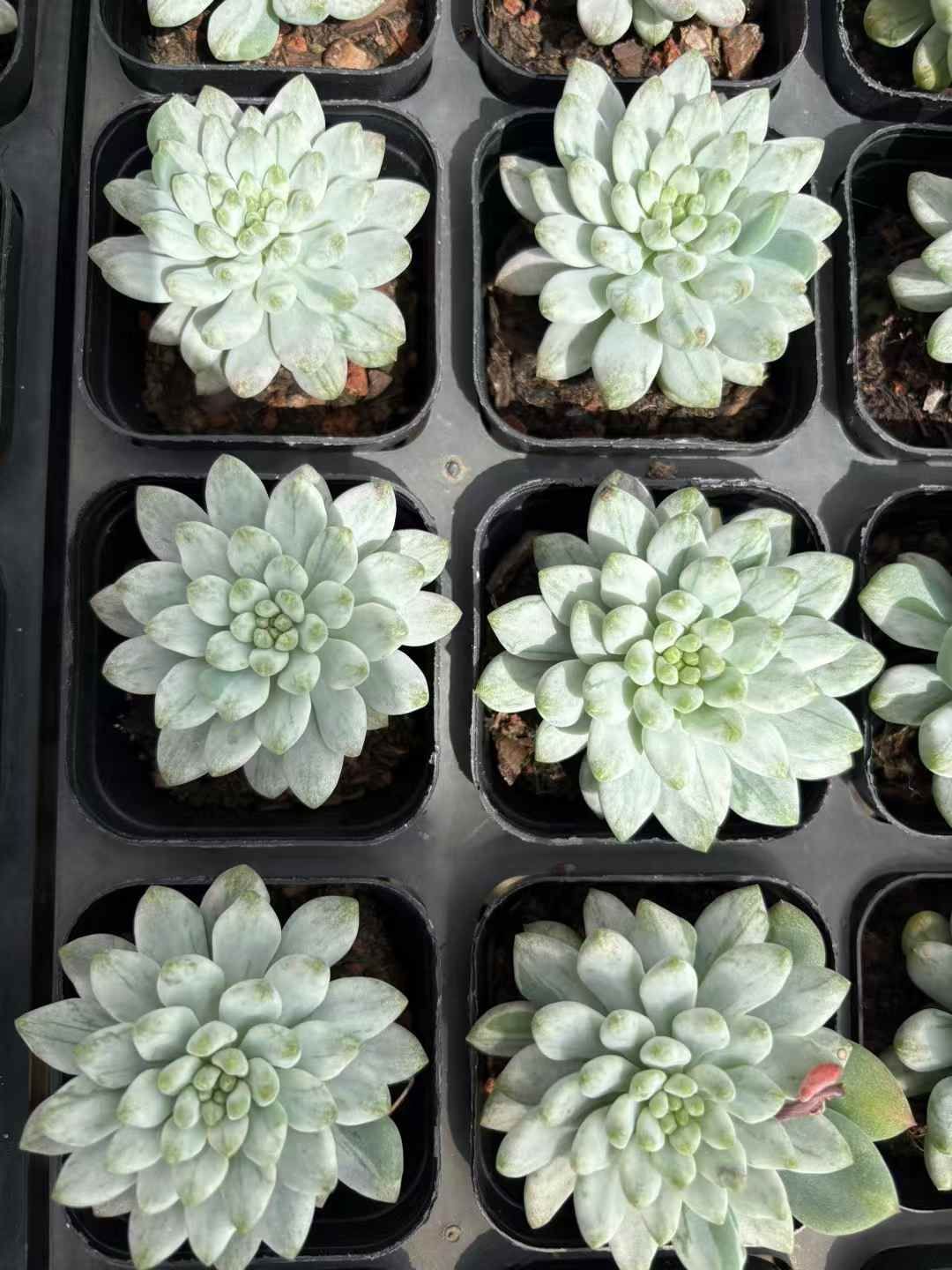 50株×タロックニシキ 多肉植物 エケベリア セダム アエオニウム