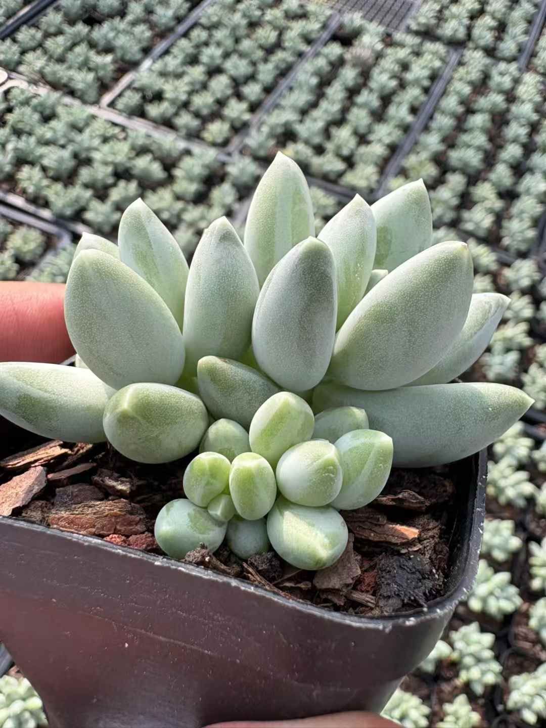 エレン カット苗 グラプトベリア 多肉植物 エレン カット苗 グラプトベリア 多肉植物 エレン錦◎多肉植物 カット