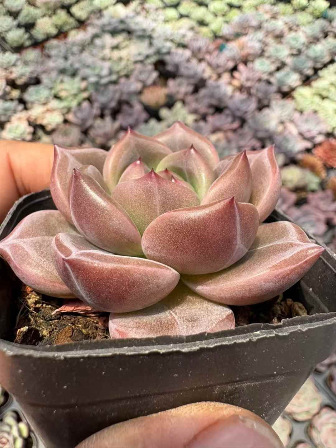 サボテン 金鯱 キンシャチ 12号 逸品 特大 観葉植物 ロックガーデン