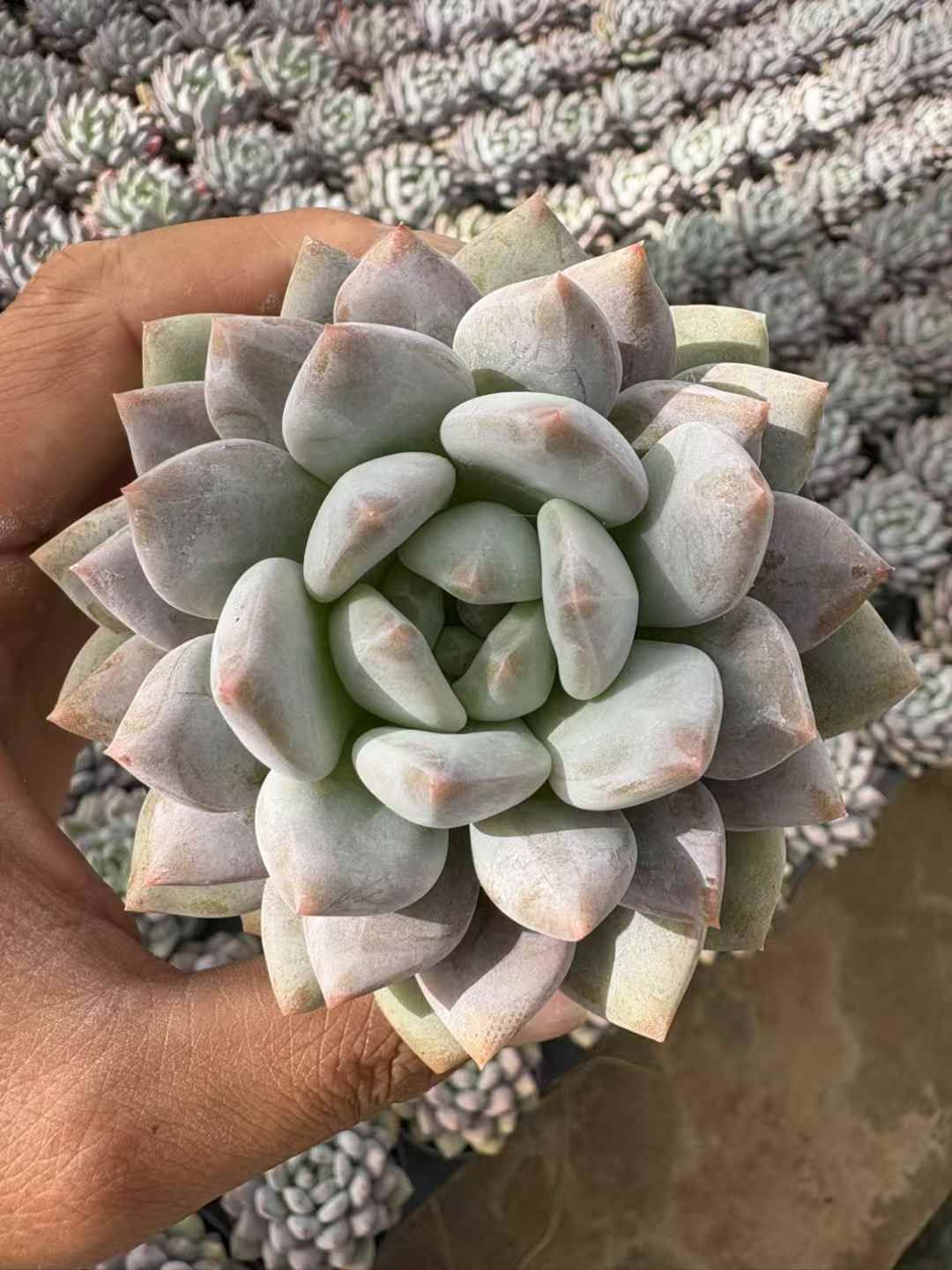 18株×ボダイビジン 多肉植物 エケベリア セダム アエオニウム グラプトペタルム 韓国苗 寄せ植え XJB622