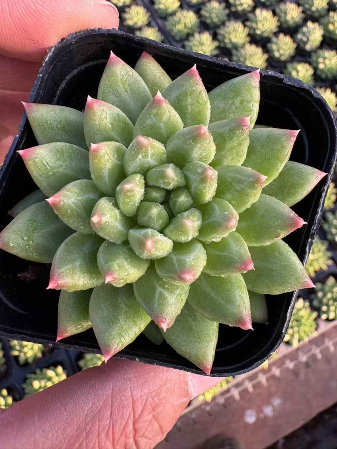 50株×コッコツモジ 多肉植物 エケベリア セダム アエオニウム