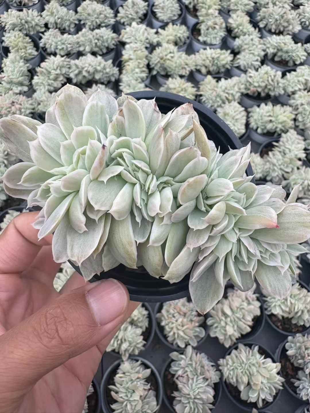 18株×バークレーニシキザツツイ 多肉植物 エケベリア セダム