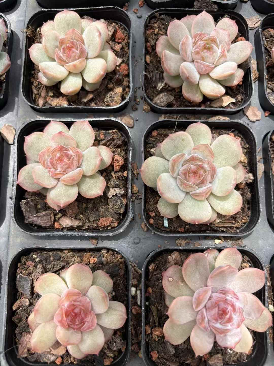 50株×コウレン 多肉植物 エケベリア セダム アエオニウム