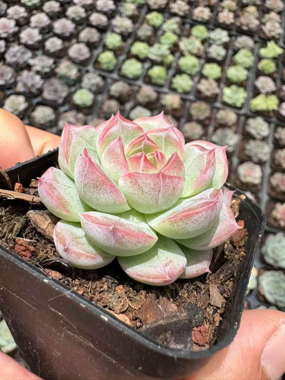 50株×セッカミツトウ 多肉植物 エケベリア セダム アエオニウム