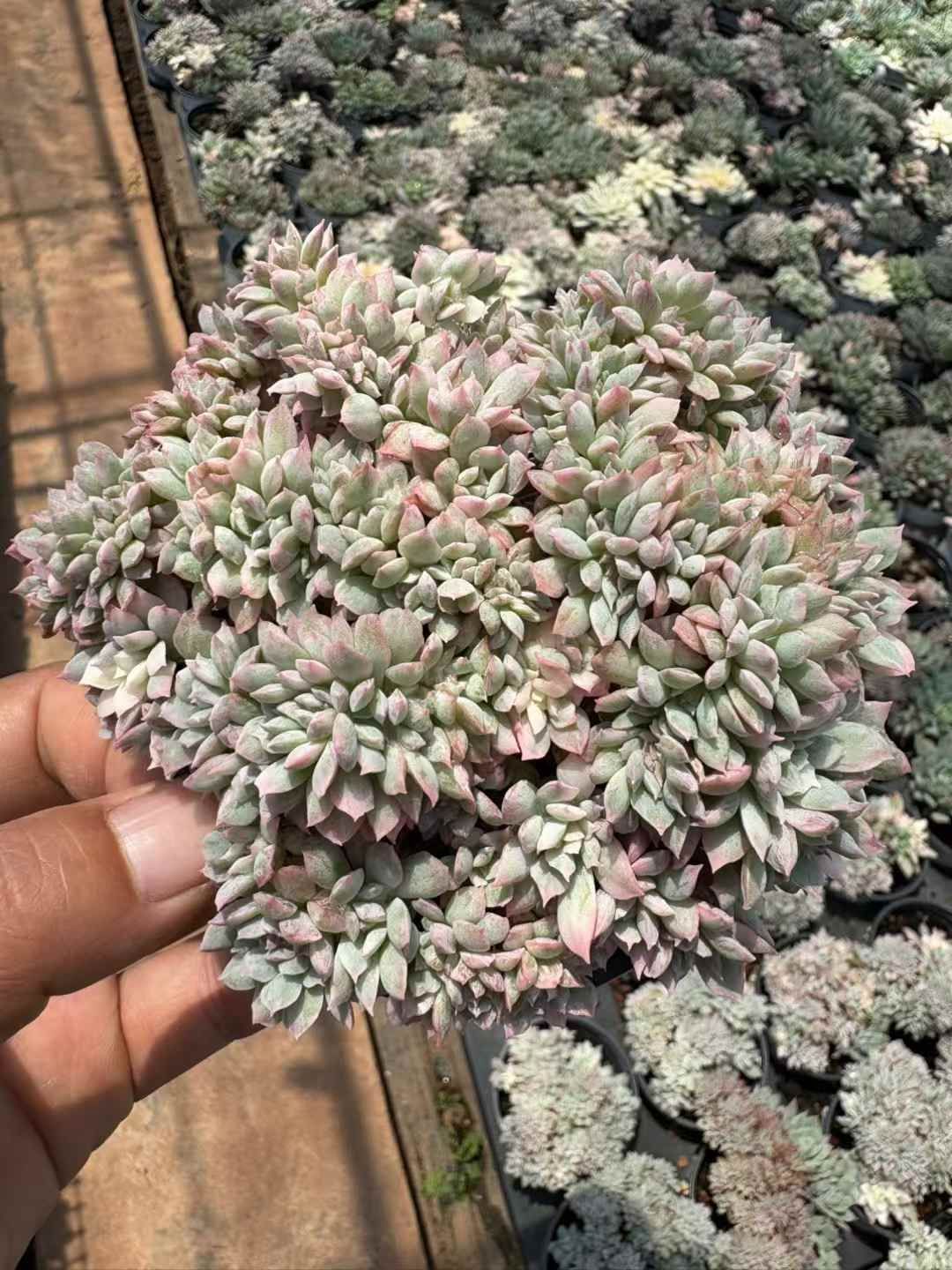 18株×ホノオカップニシキツイ 多肉植物 エケベリア セダム アエオニウム グラプトペタルム 韓国苗 寄せ植え XJB613