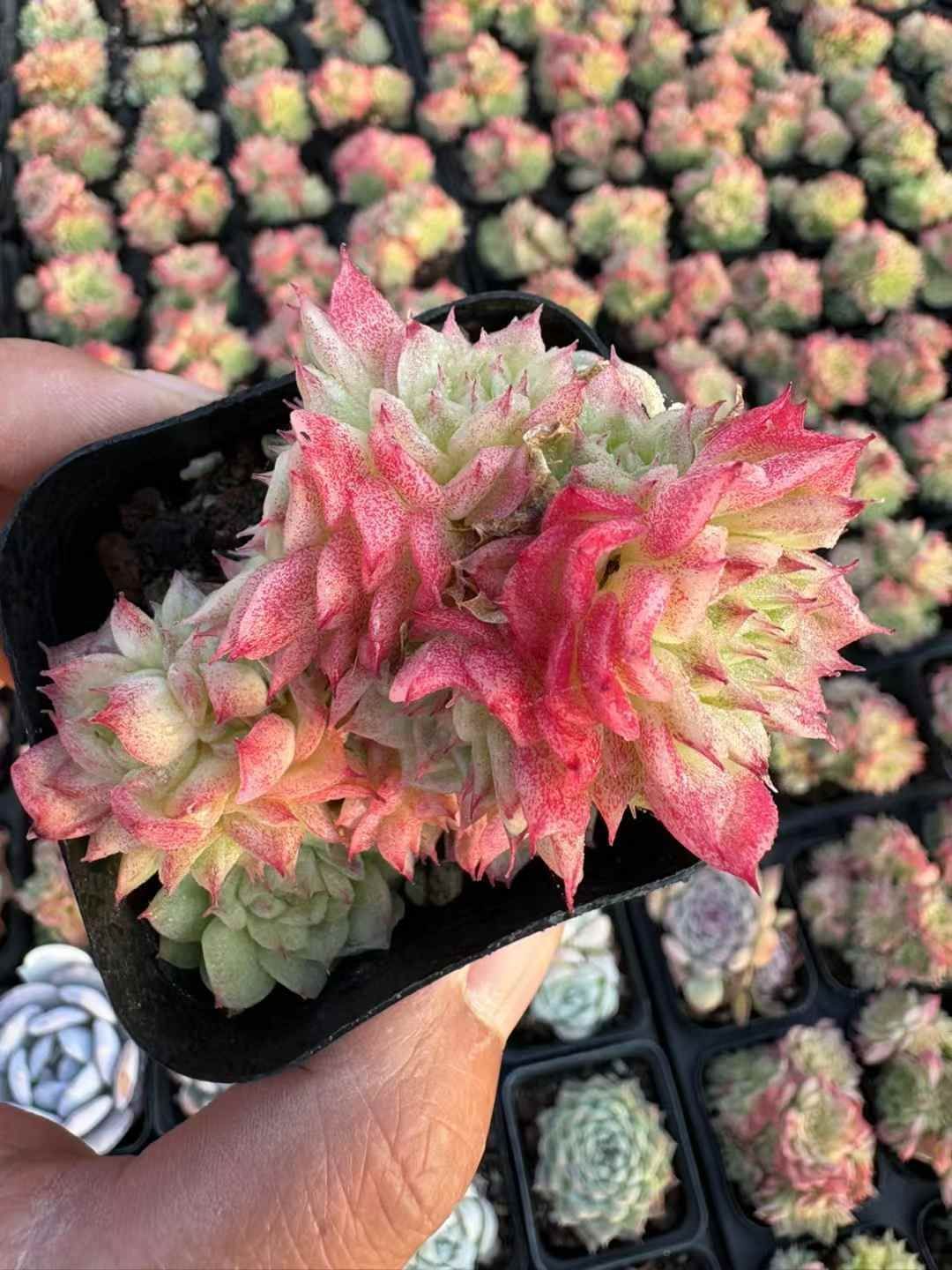観葉植物 50株×レッドスワン 多肉植物 エケベリア セダム アエオニウム 