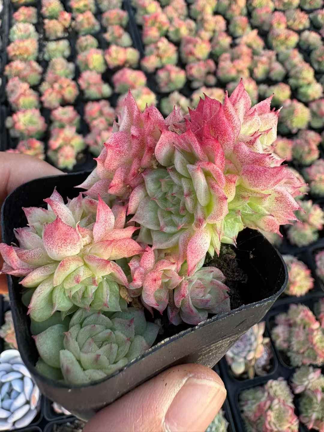 50株×レッドスワン 多肉植物 エケベリア セダム アエオニウム