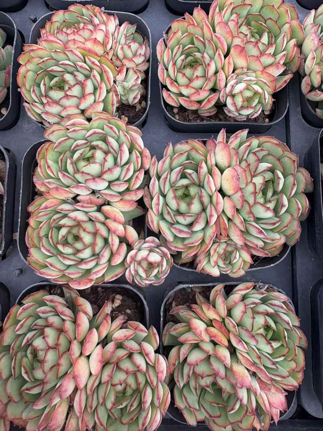 多肉植物 韓国苗 寄せ植えセット カット苗