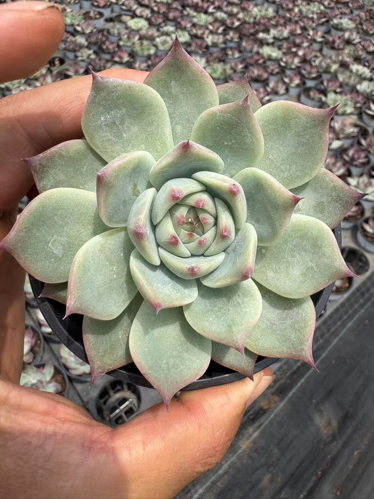 アワユキニシキ×15株 多肉植物 エケベリア セダム アエオニウム