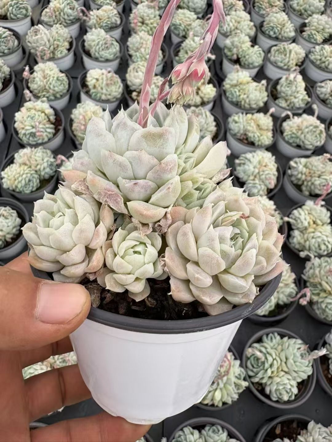 多肉植物セット（エケベリア・セダム）*3 多肉植物セット（エケベリア・セダム）*3 多肉植物セット（エケベリア