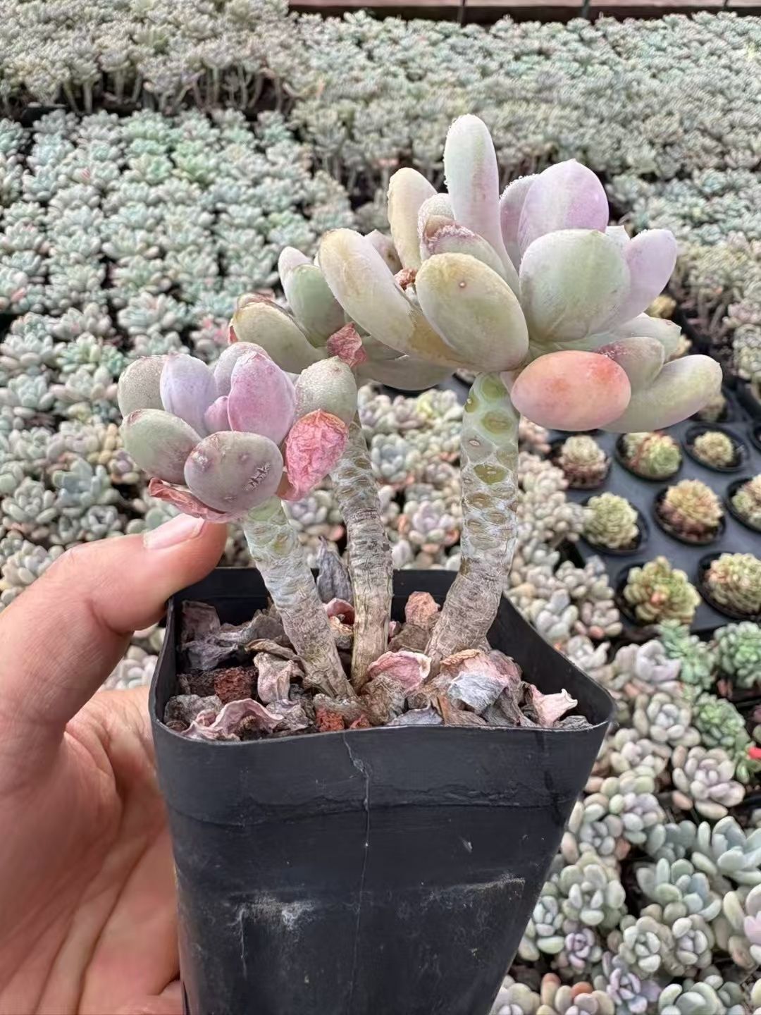 楽天市場】エレン錦 カット苗 グラプトベリア Mサイズ 5.5cmポット