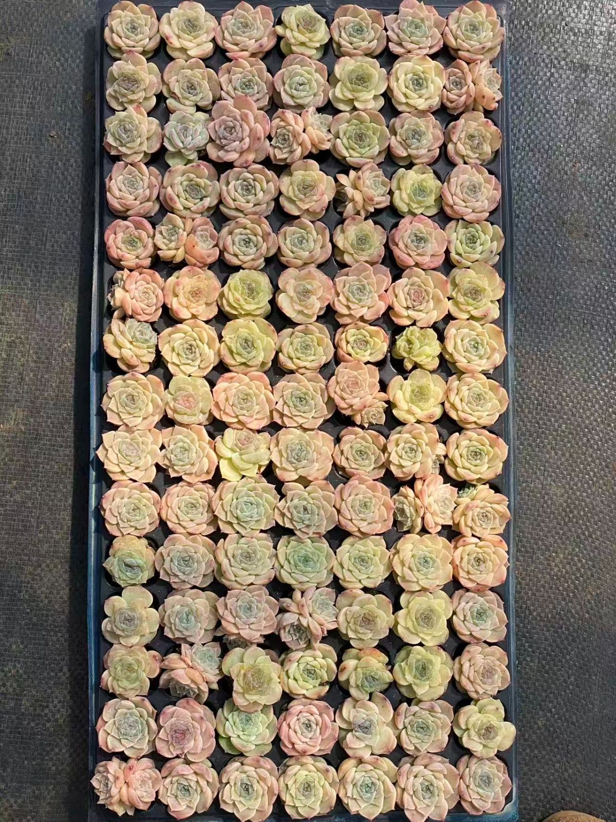 105苗×ヒョウキヒ 多肉植物 エケベリア セダム アエオニウム グラプトペタルム 韓国苗 寄せ植え XQS245