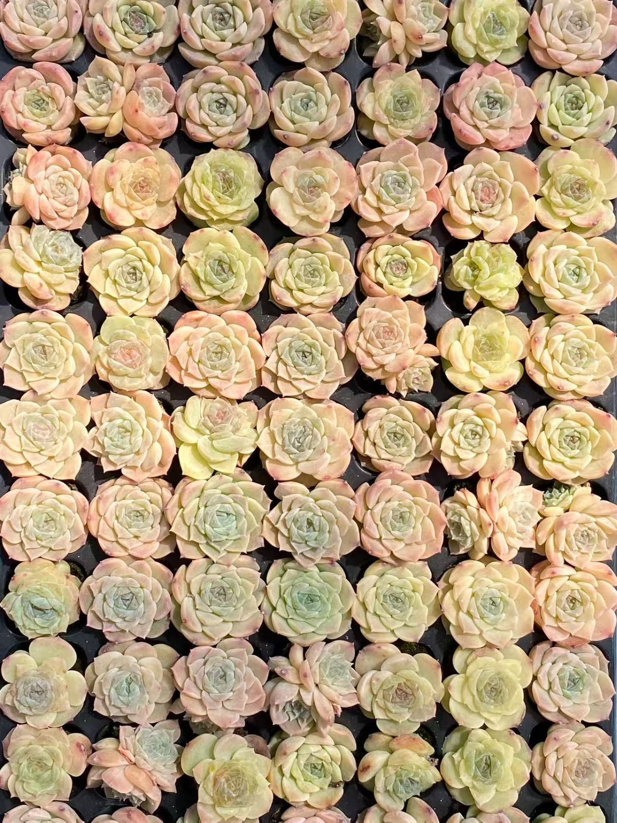 105苗×ヒョウキヒ 多肉植物 エケベリア セダム アエオニウム グラプトペタルム 韓国苗 寄せ植え XQS245