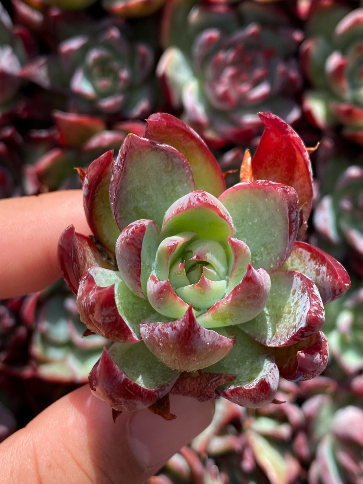 105苗×ケイコウヒメ 多肉植物 エケベリア セダム アエオニウム グラプトペタルム 韓国苗 寄せ植え XQS237 WWW_GEBZETESISAT_COM_TR