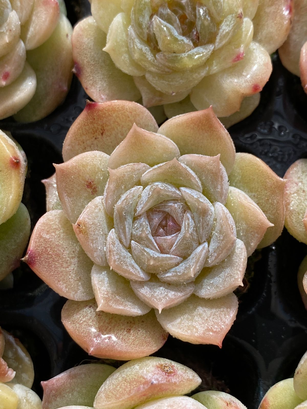 105苗×ヒョウキヒ 多肉植物 エケベリア セダム アエオニウム グラプトペタルム 韓国苗 寄せ植え XQS245 WWW_GEBZETESISAT_COM_TR