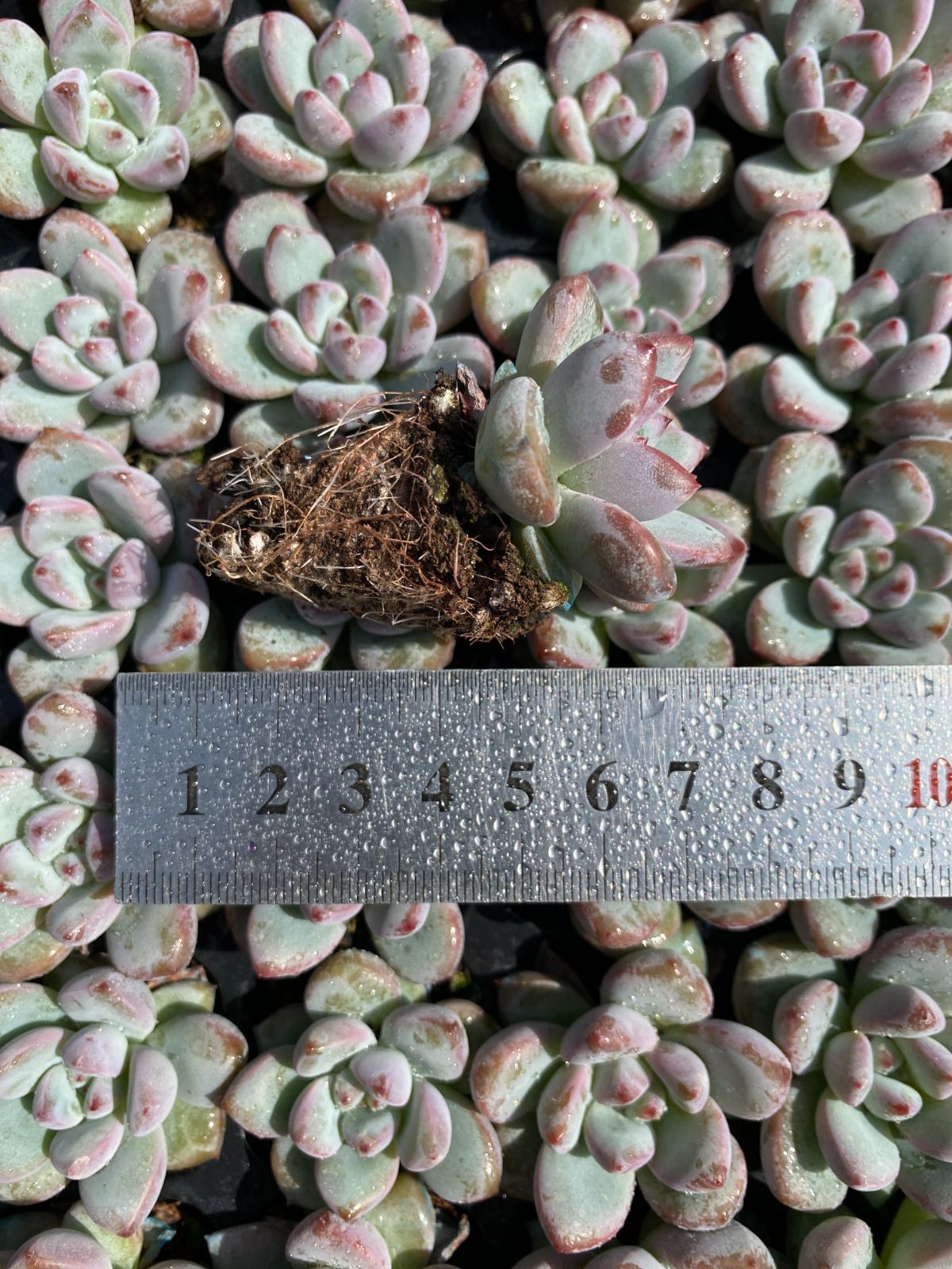  105苗×オウカユキ 多肉植物 エケベリア セダム アエオニウム グラプトペタルム 韓国苗 寄せ植え XQS 220 その他多肉植物 観葉植物