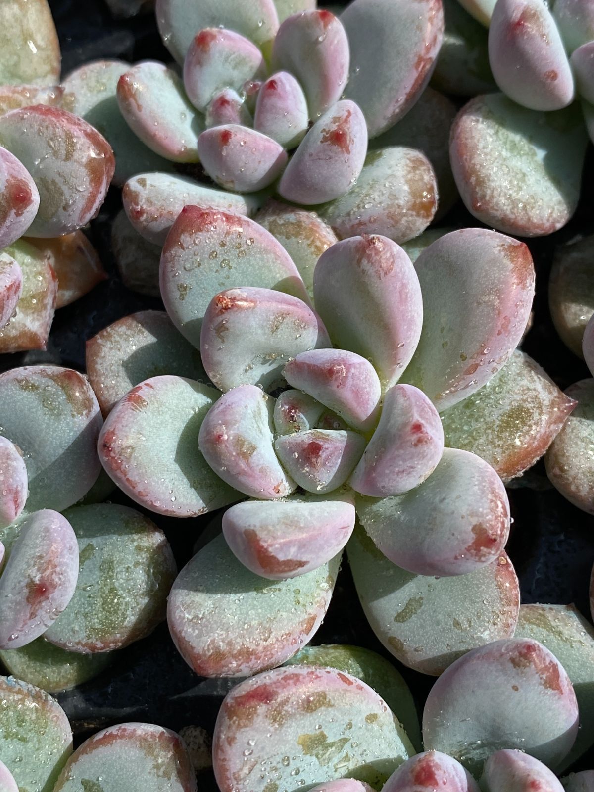 グラプトペタルム