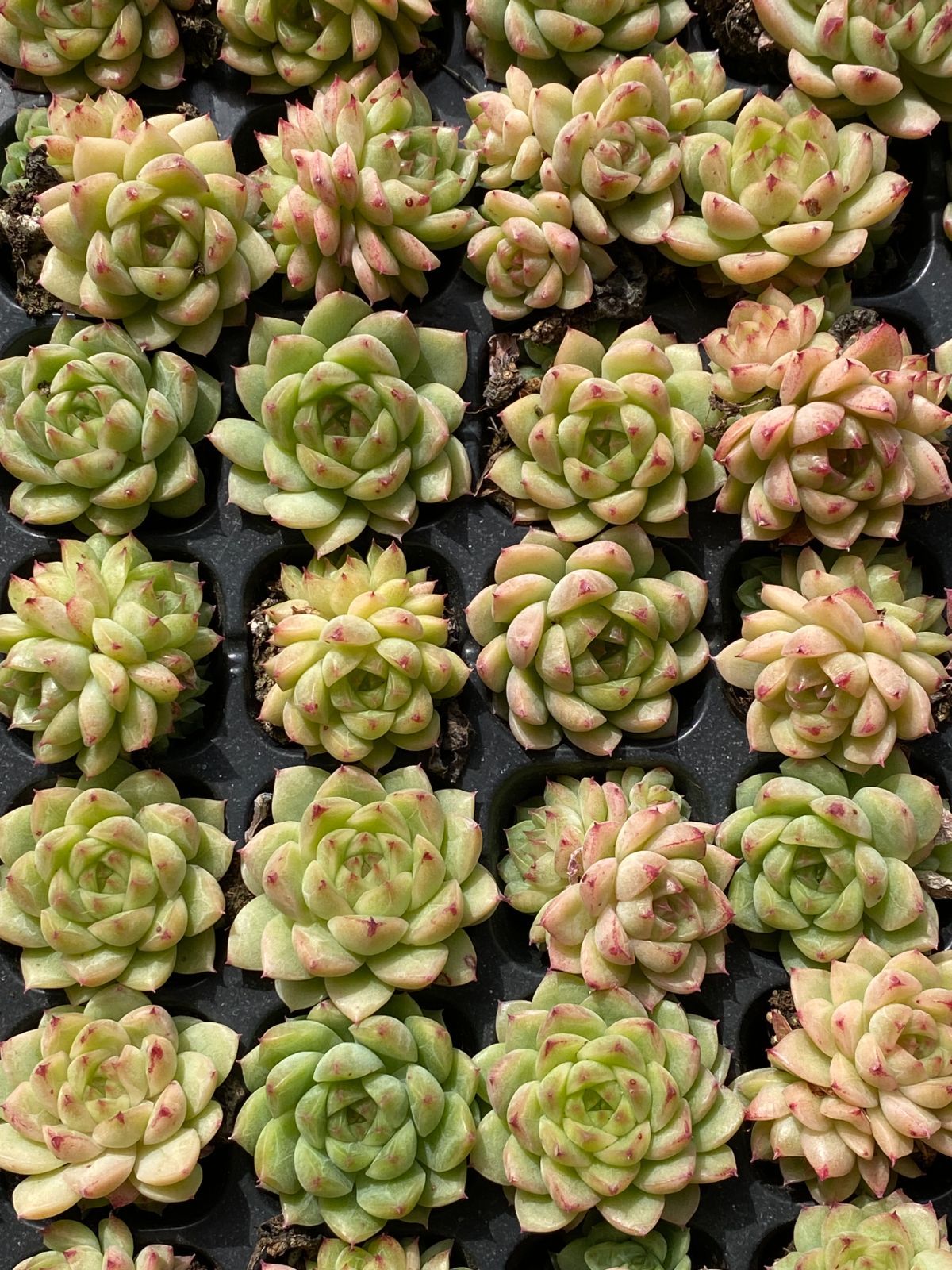 105苗×ホウオウビ 多肉植物 エケベリア セダム アエオニウム グラプトペタルム 韓国苗 寄せ植え XQS232 WWW_GEBZETESISAT_COM_TR