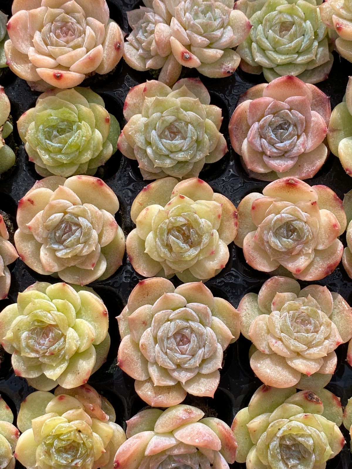 105苗×ヒョウキヒ 多肉植物