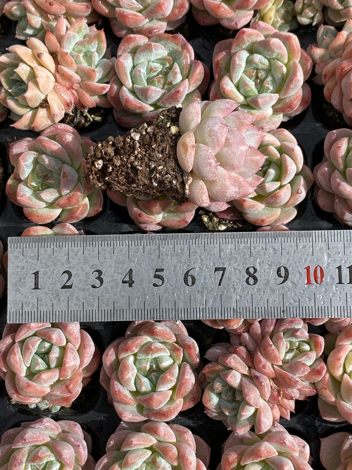 105苗×ピンクダイヤ 多肉植物 エケベリア セダム アエオニウム グラプトペタルム 韓国苗 寄せ植え XQS251 WWW_GEBZETESISAT_COM_TR