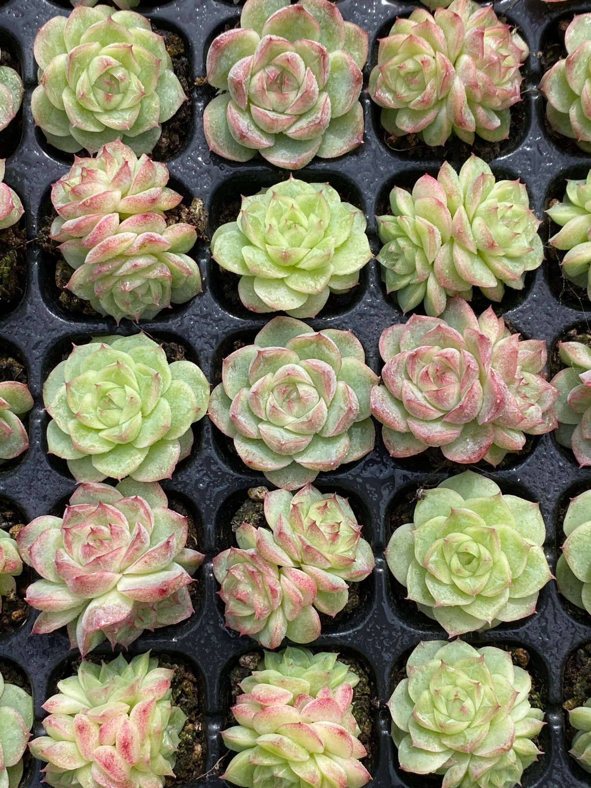 105苗×パンドラ 多肉植物