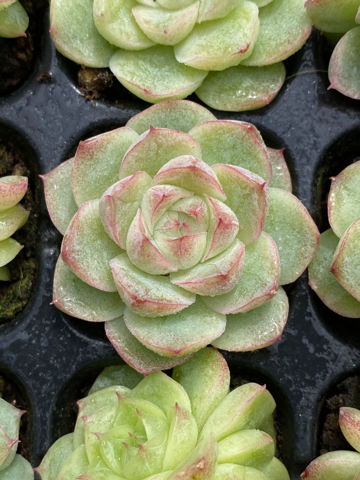 105苗×パンドラ 多肉植物 エケベリア セダム アエオニウム グラプトペタルム 韓国苗 寄せ植え XQS264 WWW_GEBZETESISAT_COM_TR