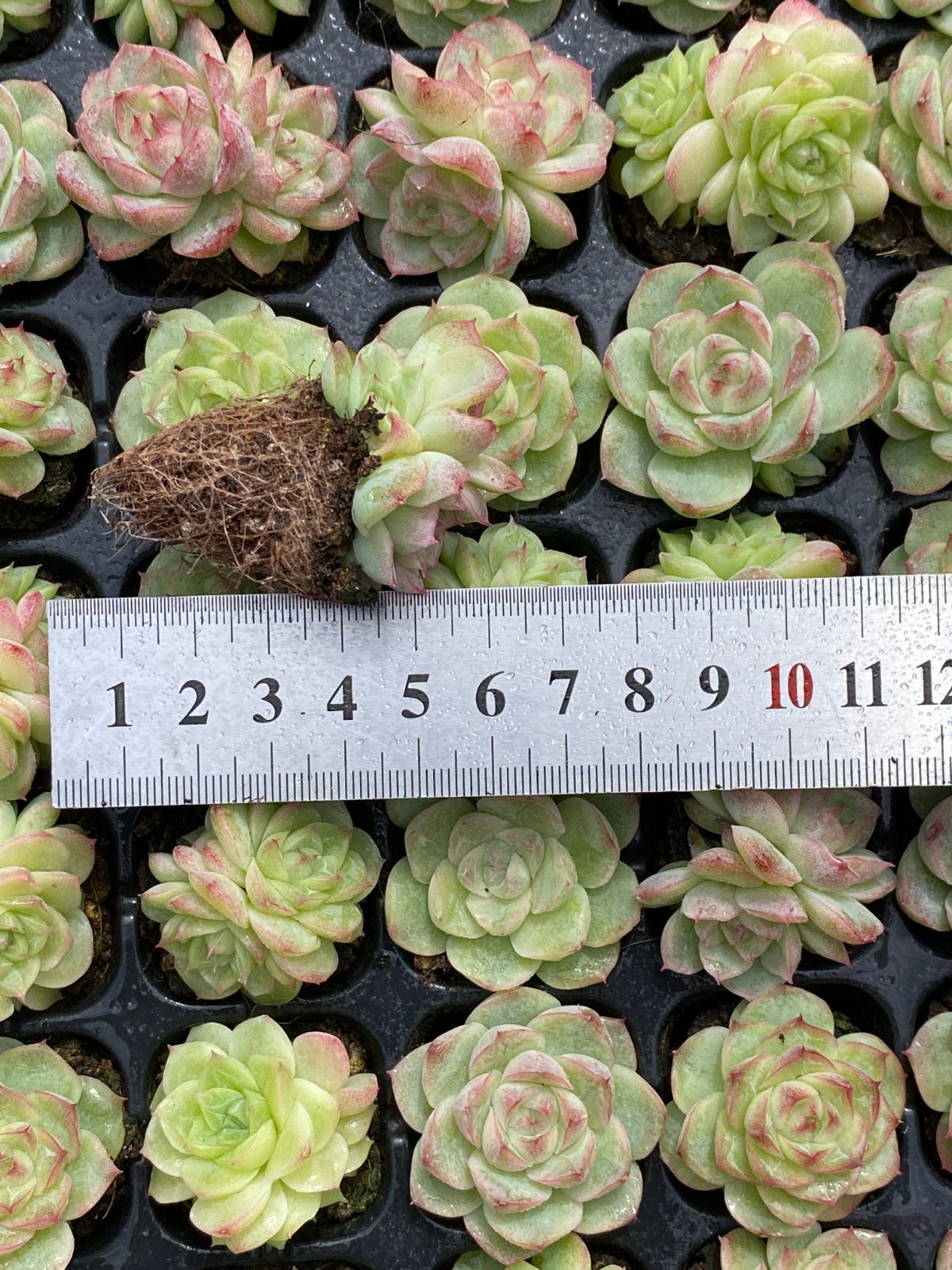 アエオニウム グラプトペタルム