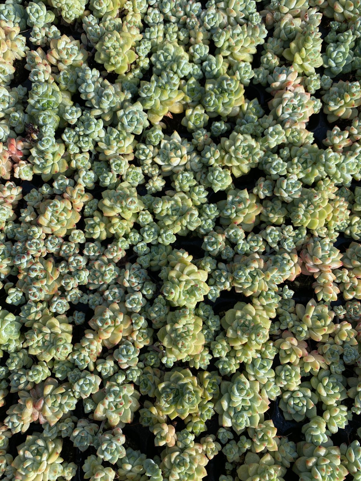 105苗×キャラメルエルフ 多肉植物 エケベリア セダム アエオニウム グラプトペタルム 韓国苗 寄せ植え XQS225